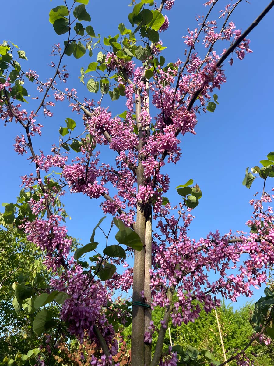 Cercis siliquastrum Tuinplanten bloesem