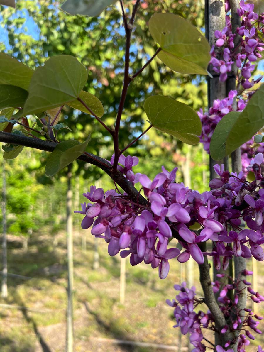 Cercis siliquastrum op stam bloem