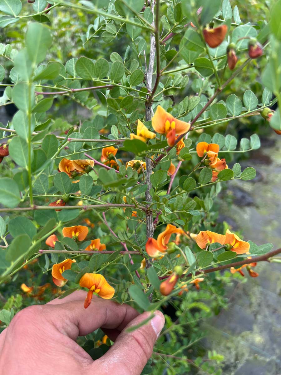 Colutea arborescens meerstammig / struik bloem