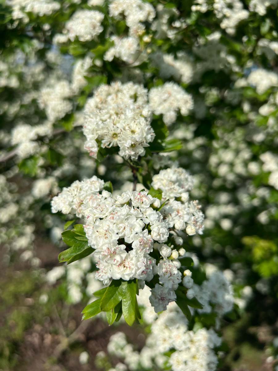 Crataegus laevigata 'Plena' op stam bloem