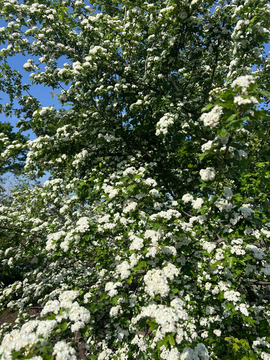 Crataegus laevigata 'Plena' Tuinplanten bloesem