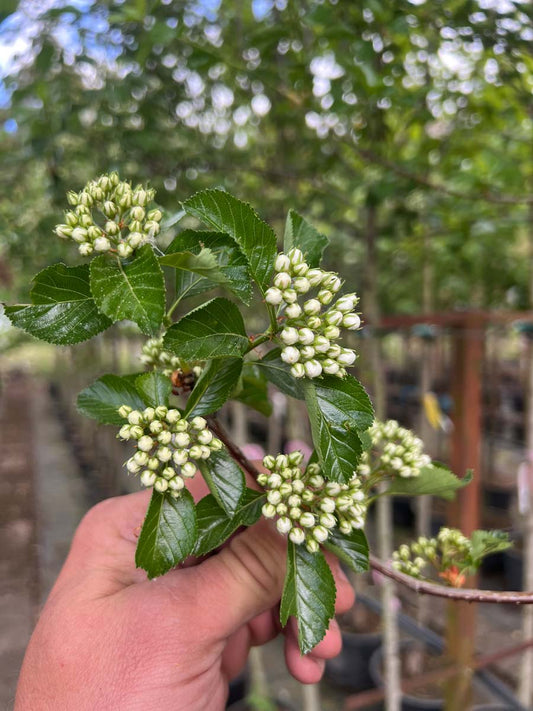 Crataegus succulenta 'Jubilee' meerstammig / struik bloesem