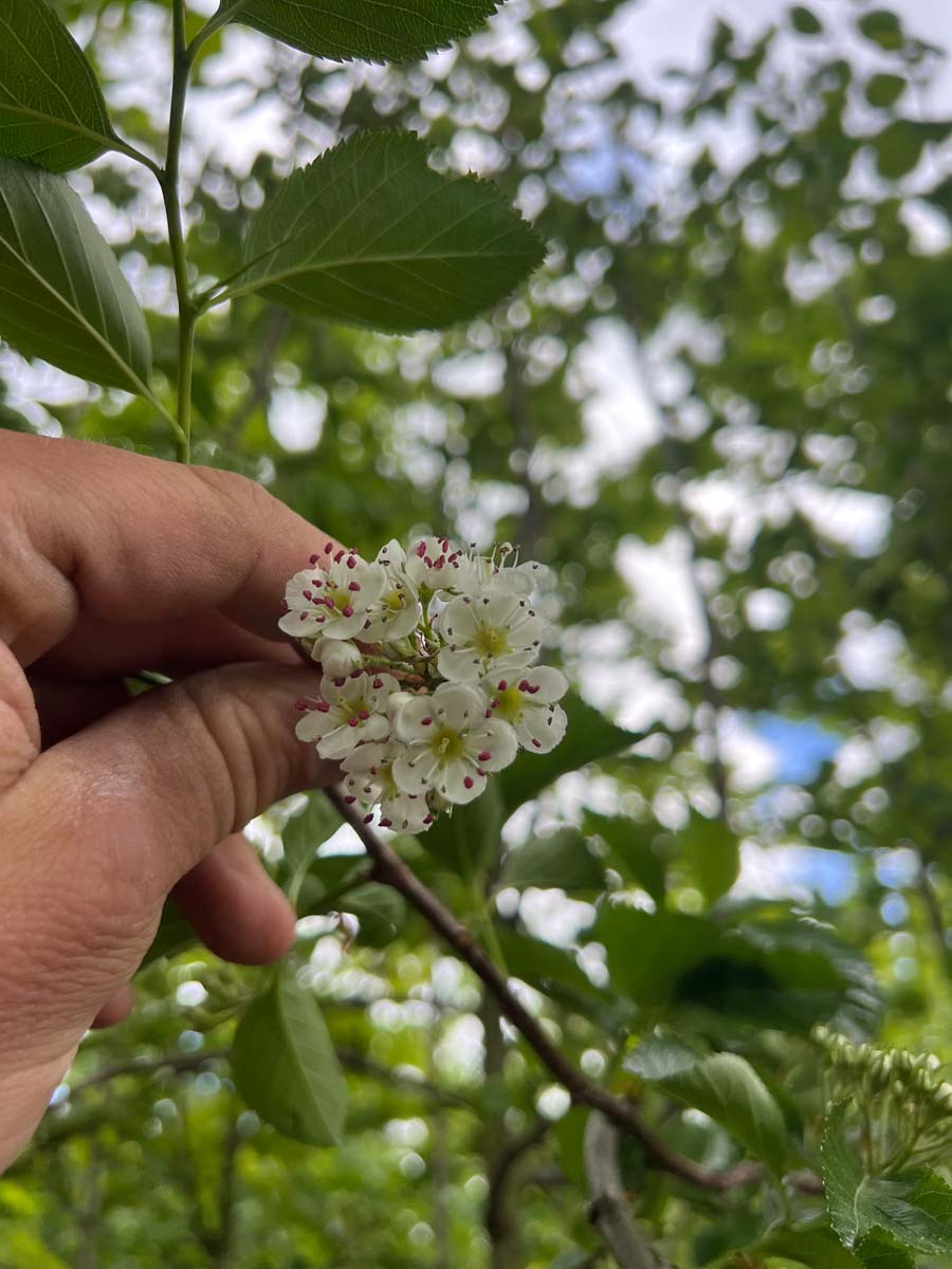Crataegus succulenta 'Jubilee' op stam bloem