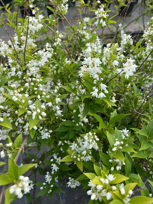 Deutzia gracilis haagplant bloesem
