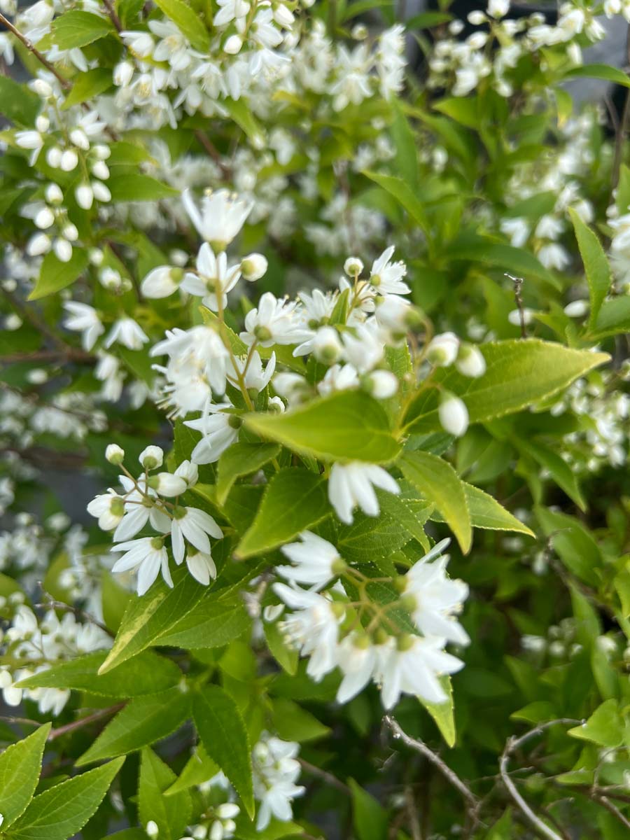 Deutzia gracilis haagplant bloem