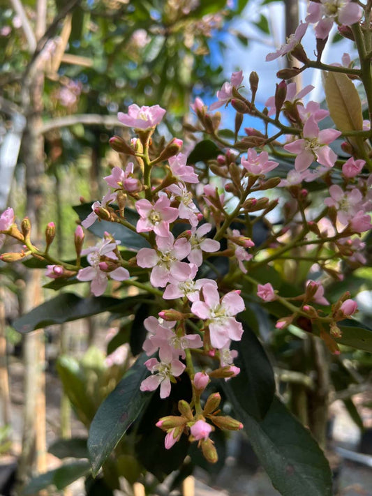Eriobotrya japonica 'Coppertone' solitair bloesem