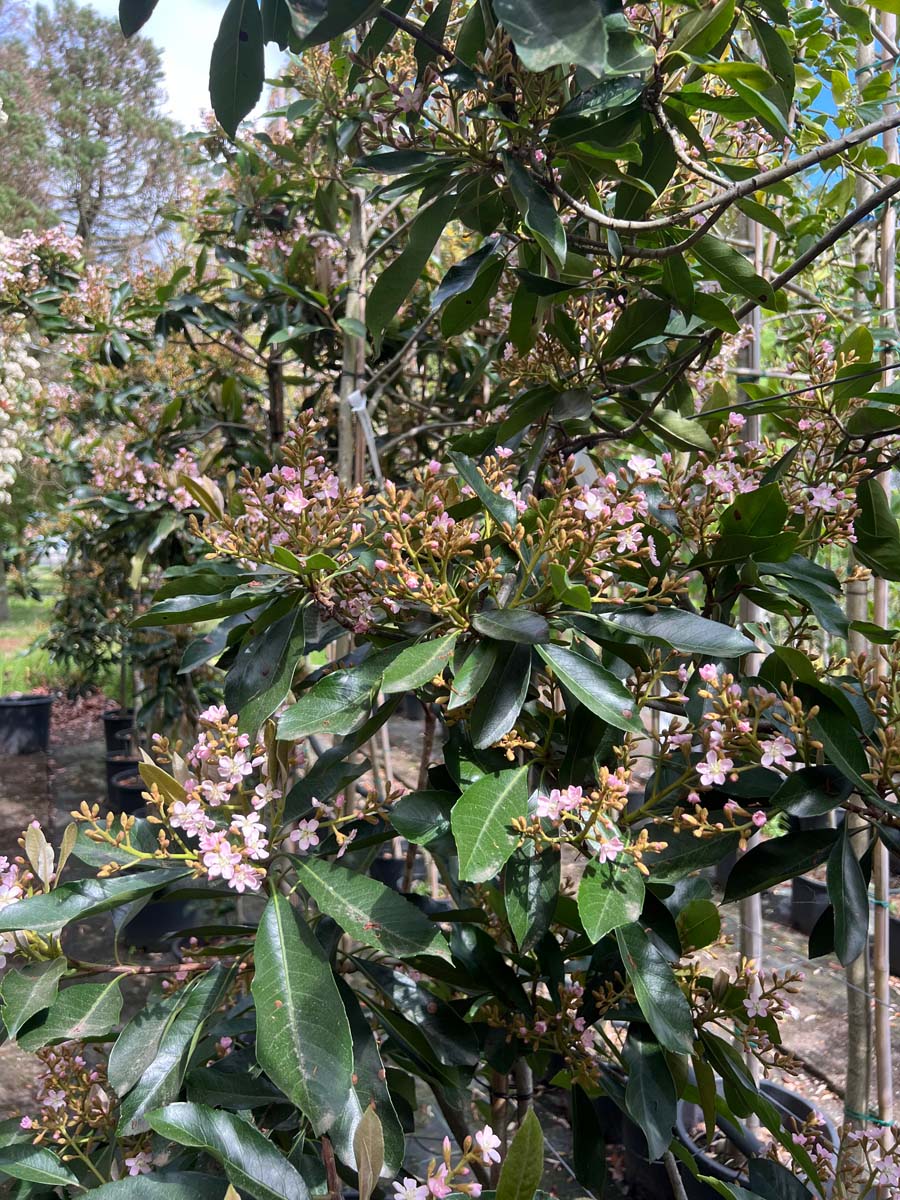 Eriobotrya japonica 'Coppertone' op stam bloem