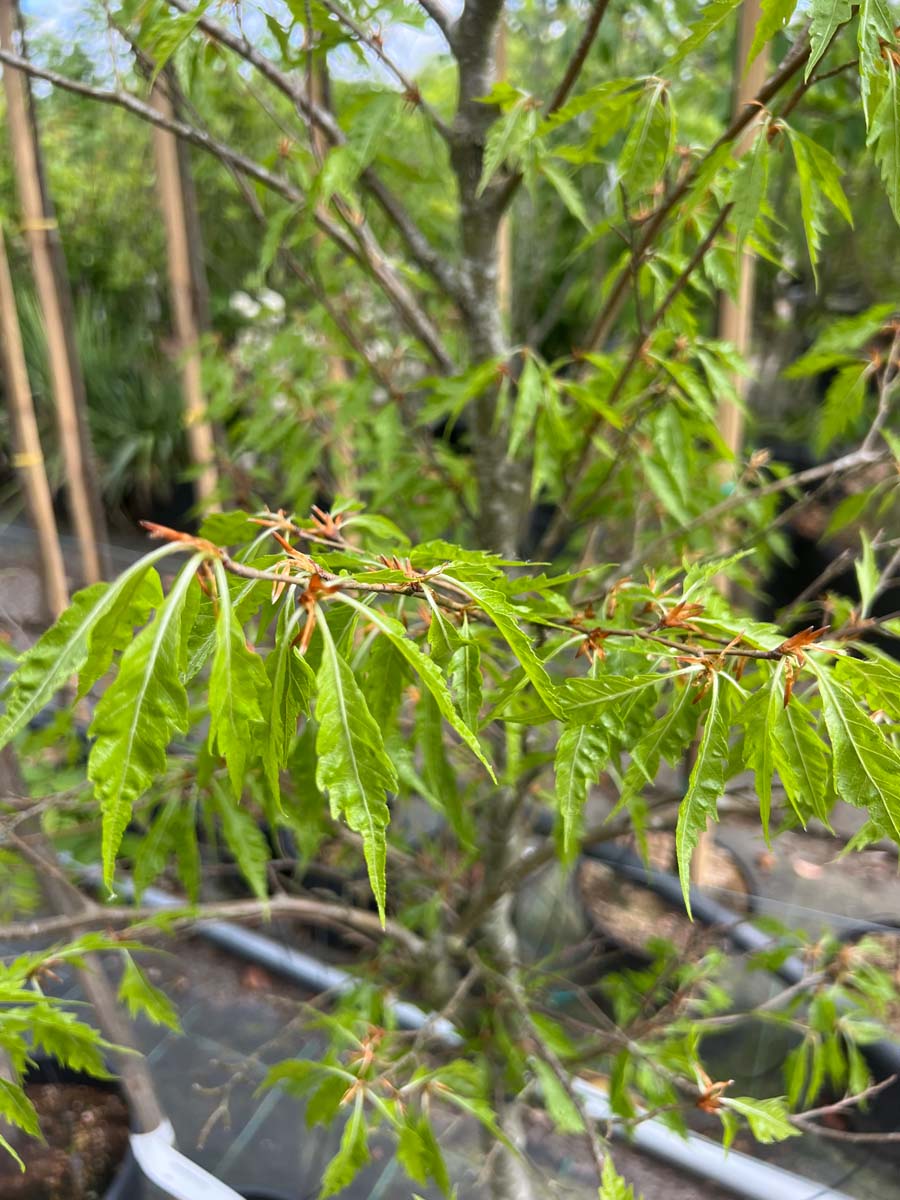 Fagus sylvatica 'Aspleniifolia' meerstammig / struik blad