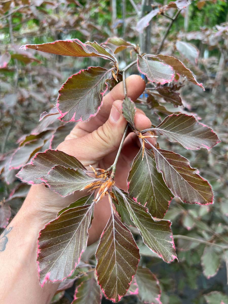 Fagus sylvatica 'Tricolor' op stam blad