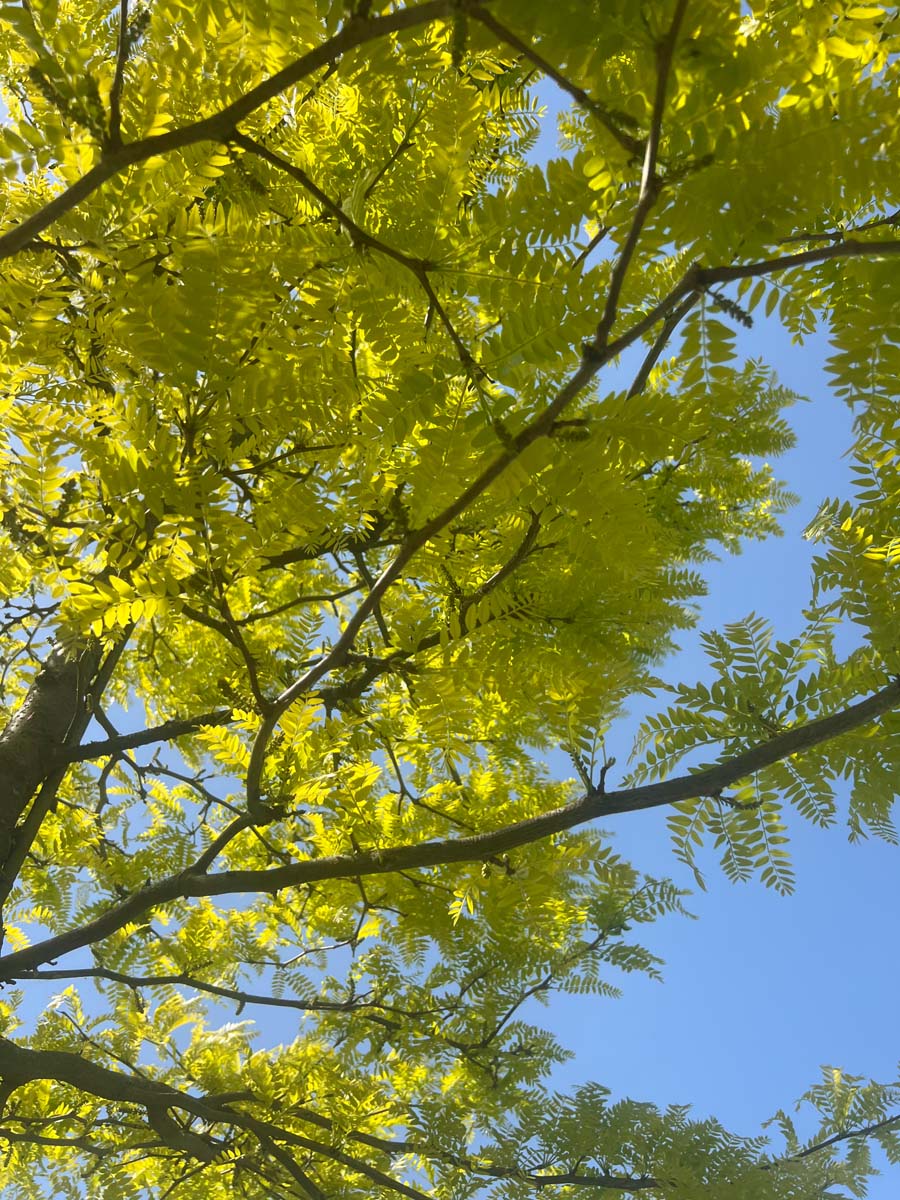 Gleditsia triacanthos 'Sunburst' Tuinplanten kroon