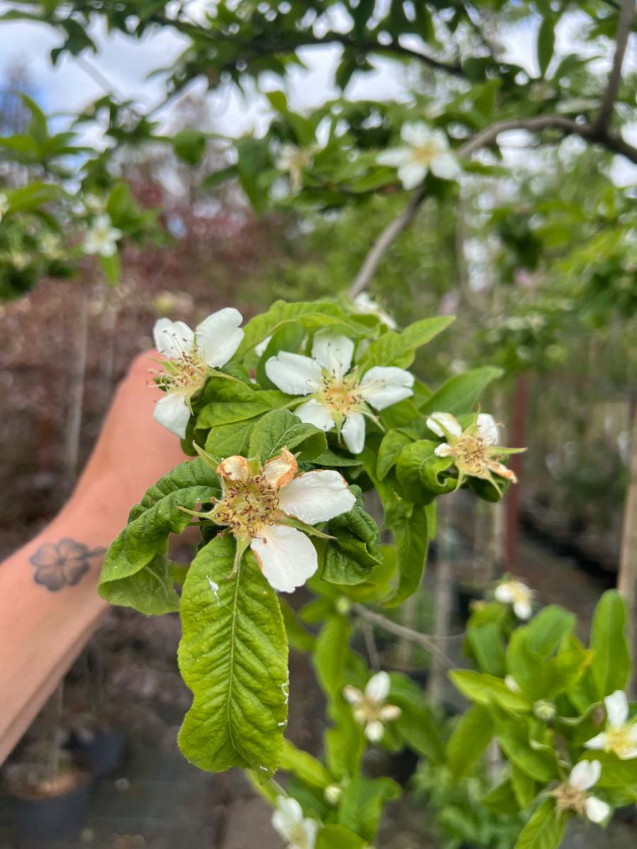 Mespilus germanica 'Westerveld' op stam bloem