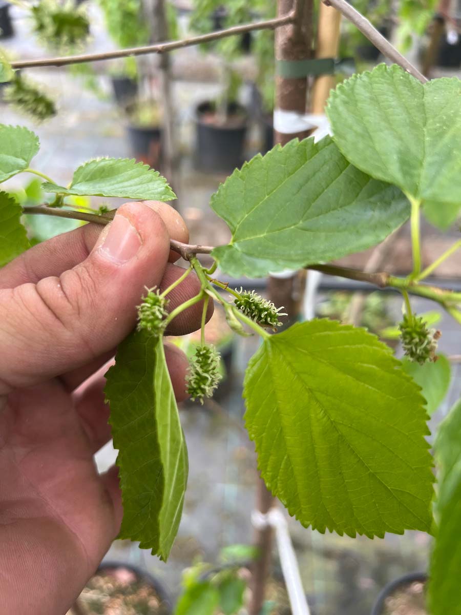 Morus 'Illinois Everbearing' op stam blad