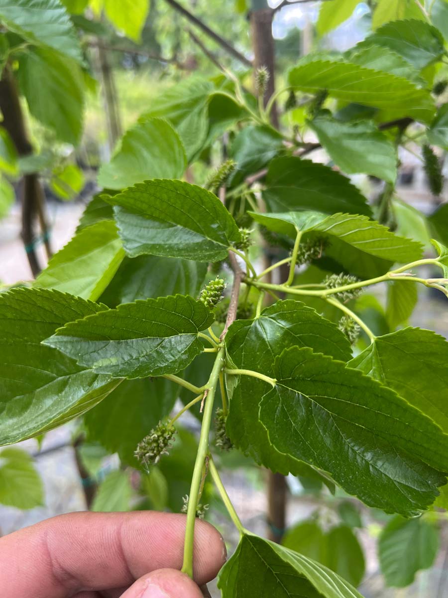 Morus 'Illinois Everbearing' Tuinplanten vrucht