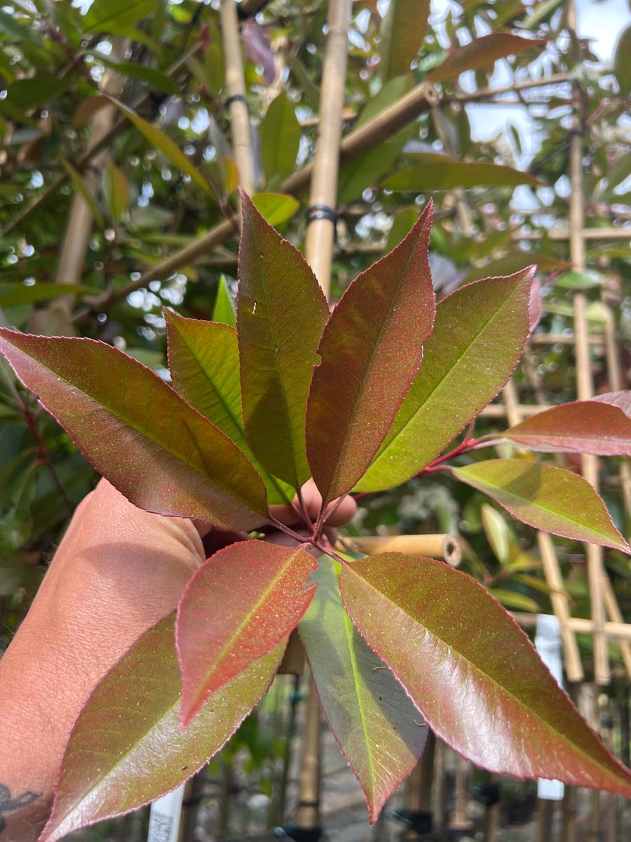 Photinia fraseri 'Red Robin' leiboom blad
