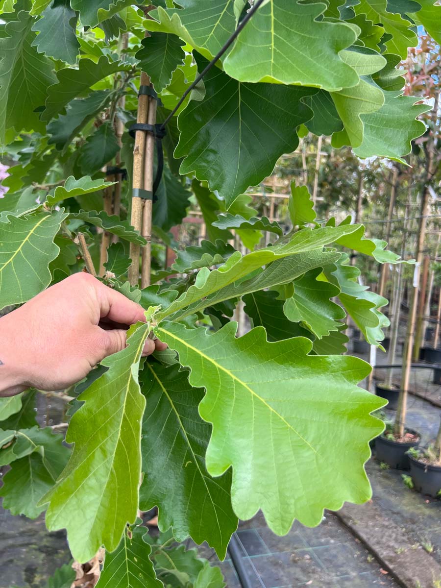Quercus dentata 'Carl Ferris Miller' meerstammig / struik blad