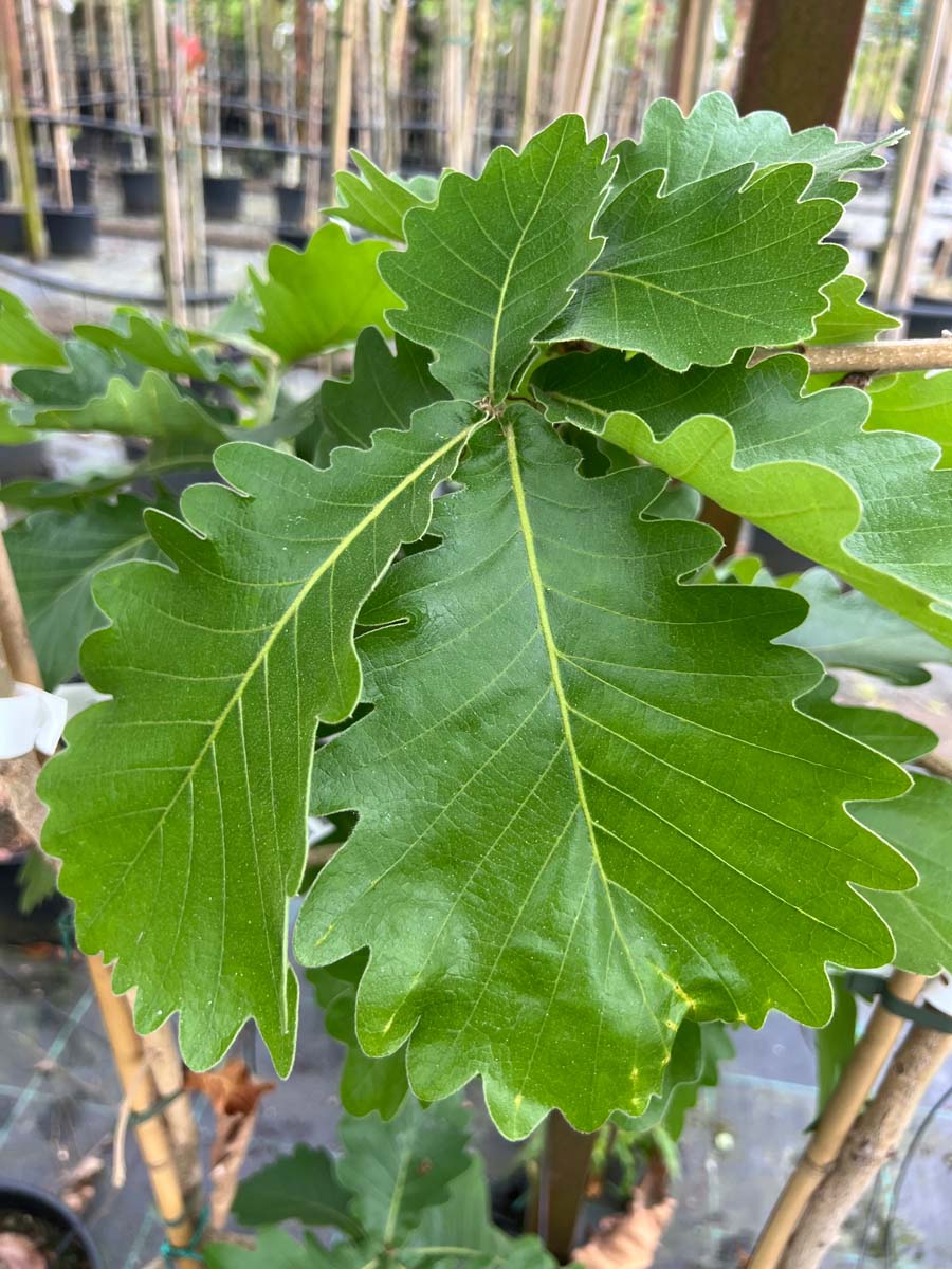 Quercus dentata 'Carl Ferris Miller' solitair blad