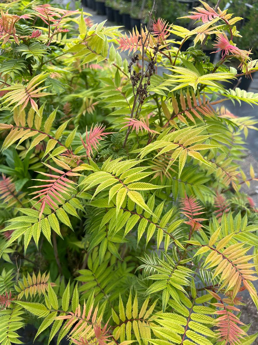 Sorbaria sorbifolia meerstammig / struik blad