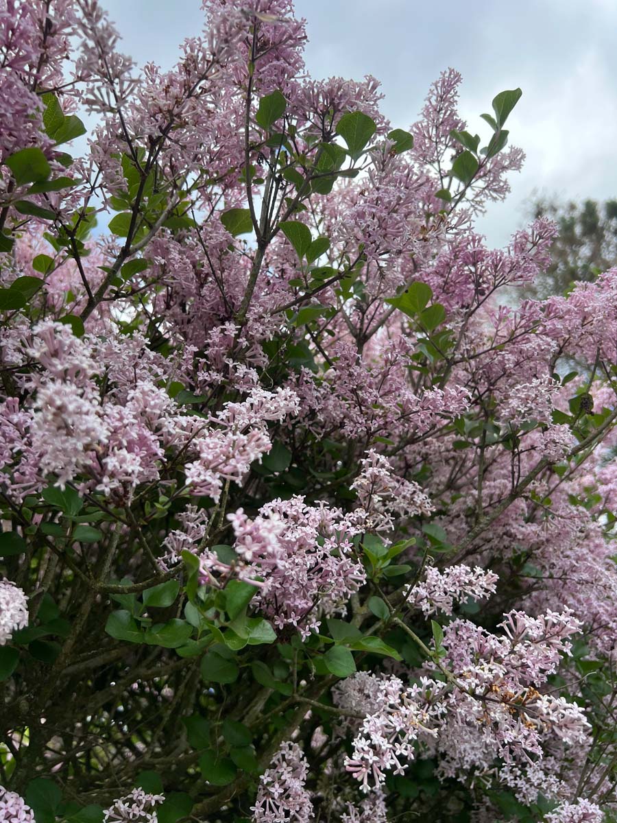 Syringa meyeri 'Palibin' op stam bloesem