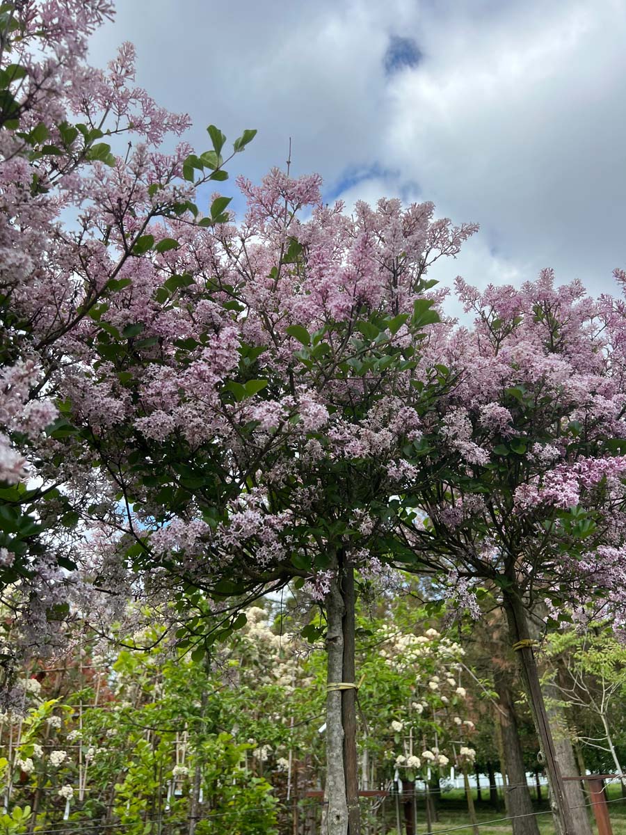 Syringa meyeri 'Palibin' meerstammig / struik kroon