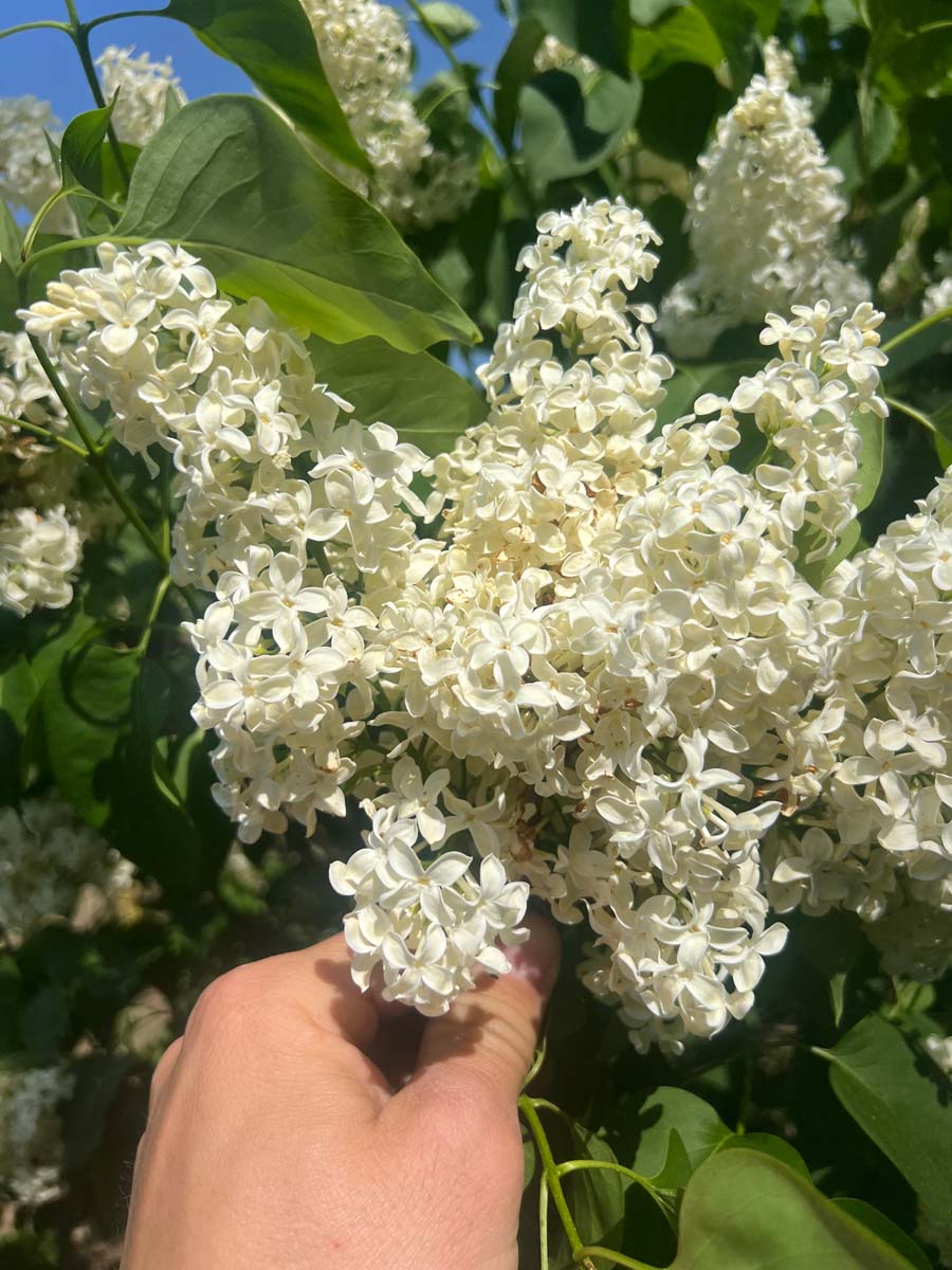 Syringa vulgaris 'Primrose' bloem
