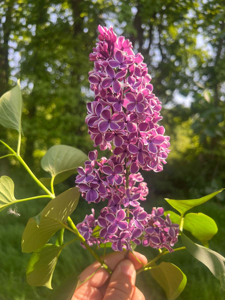Syringa vulgaris 'Sensation' op stam bloem
