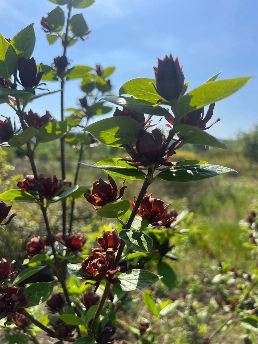 Viburnum plicatum 'Pink Beauty' bloem