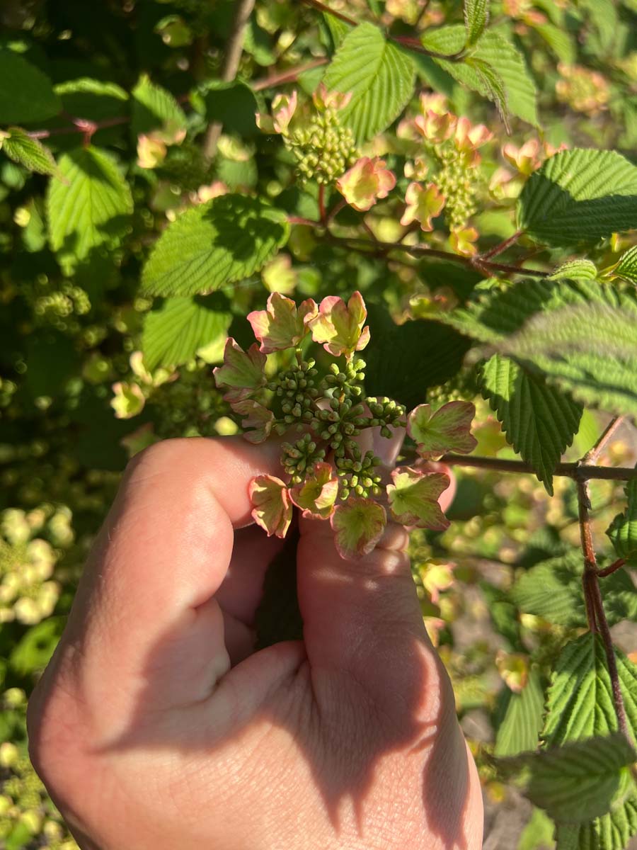 Viburnum plicatum 'Pink Beauty' bloem