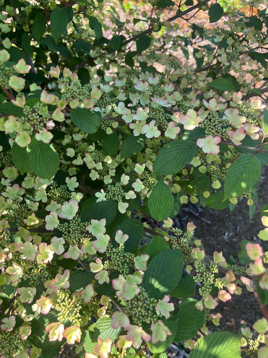 Viburnum plicatum 'Pink Beauty' bloesem