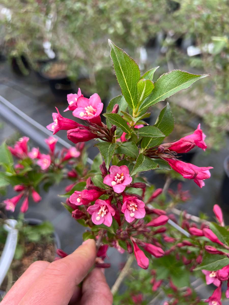 Weigela 'Rumba' meerstammig / struik bloem