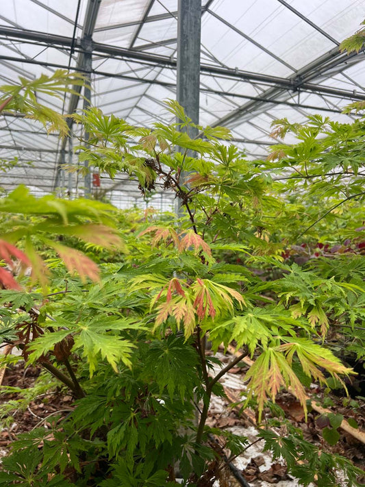 Acer japonicum 'Aconitifolium' Tuinplanten tuinplant