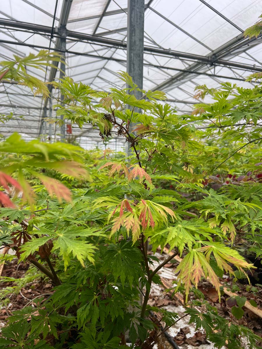Acer japonicum 'Aconitifolium' Tuinplanten tuinplant