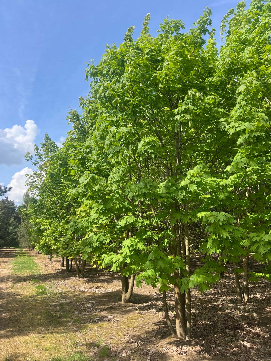 Acer platanoides meerstammig / struik meerstammig