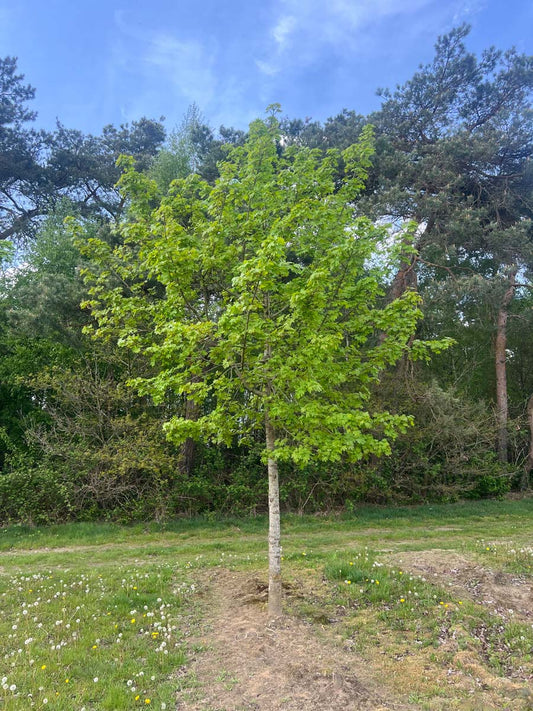 Acer pseudoplatanus op stam op stam