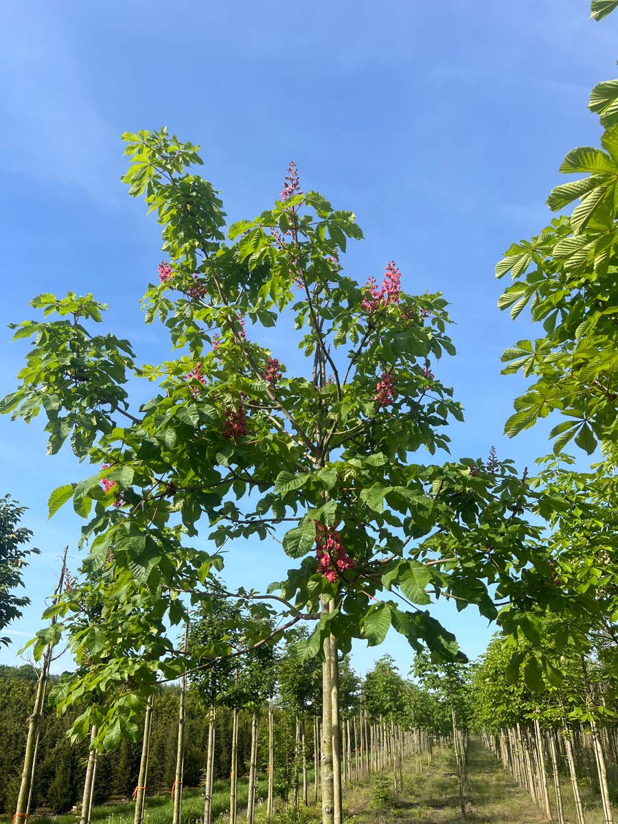 Aesculus carnea 'Briotii' op stam op stam