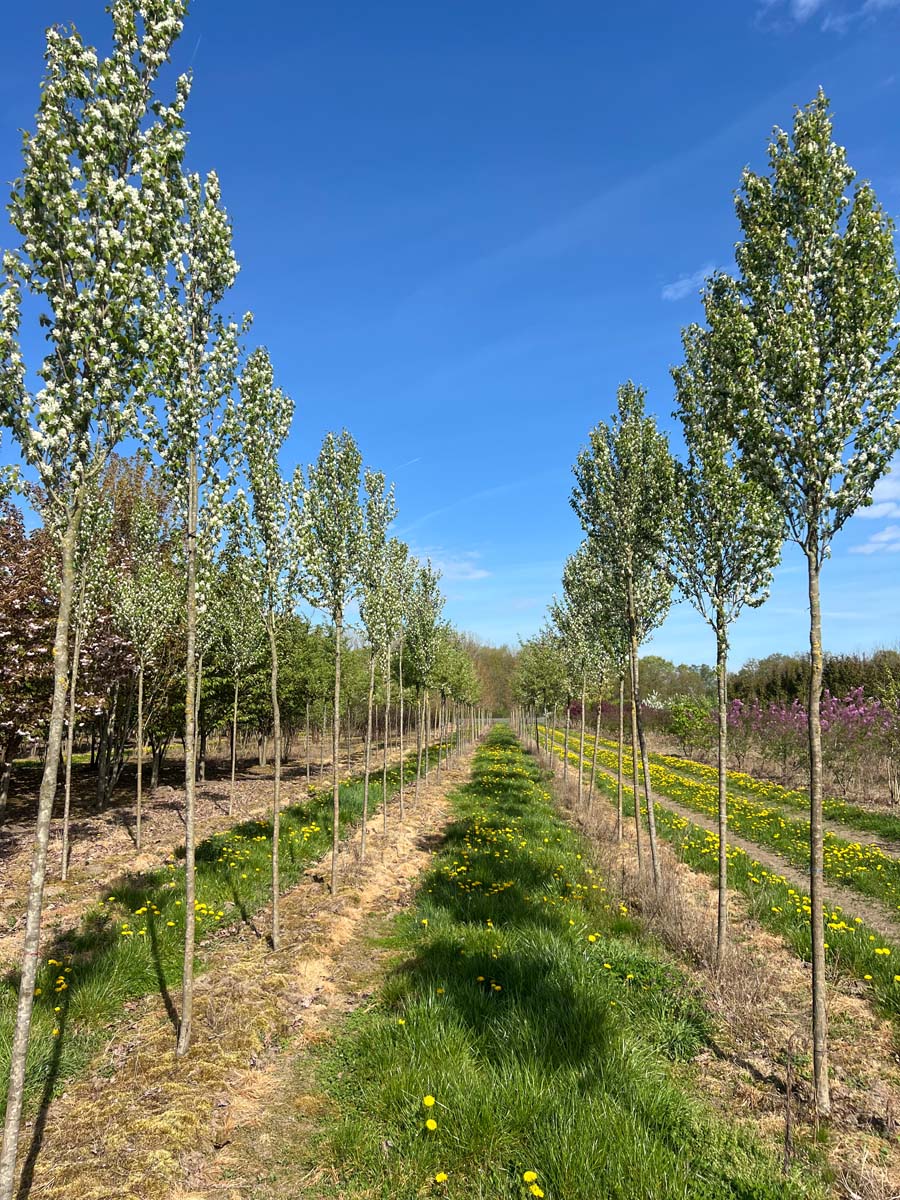Amelanchier alnifolia 'Obelisk' op stam op stam