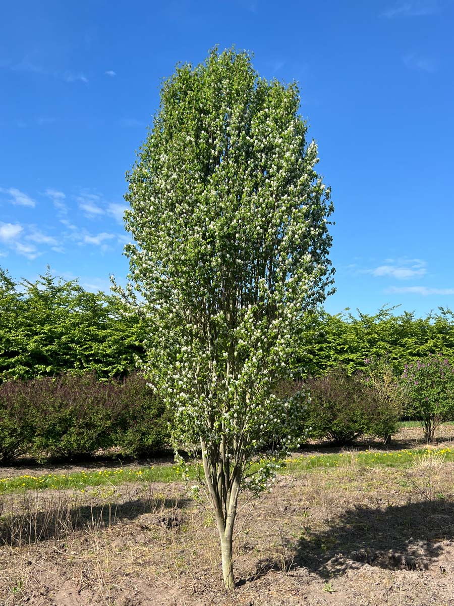 Amelanchier alnifolia 'Obelisk' meerstammig / struik solitair