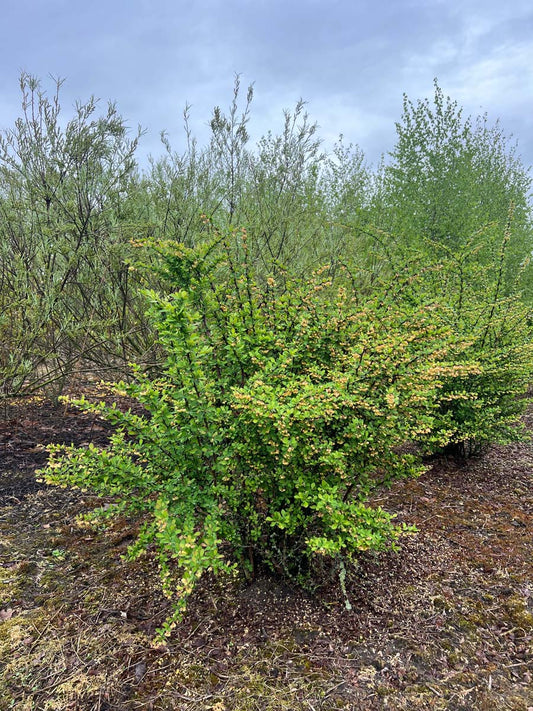 Berberis thunbergii meerstammig / struik struik