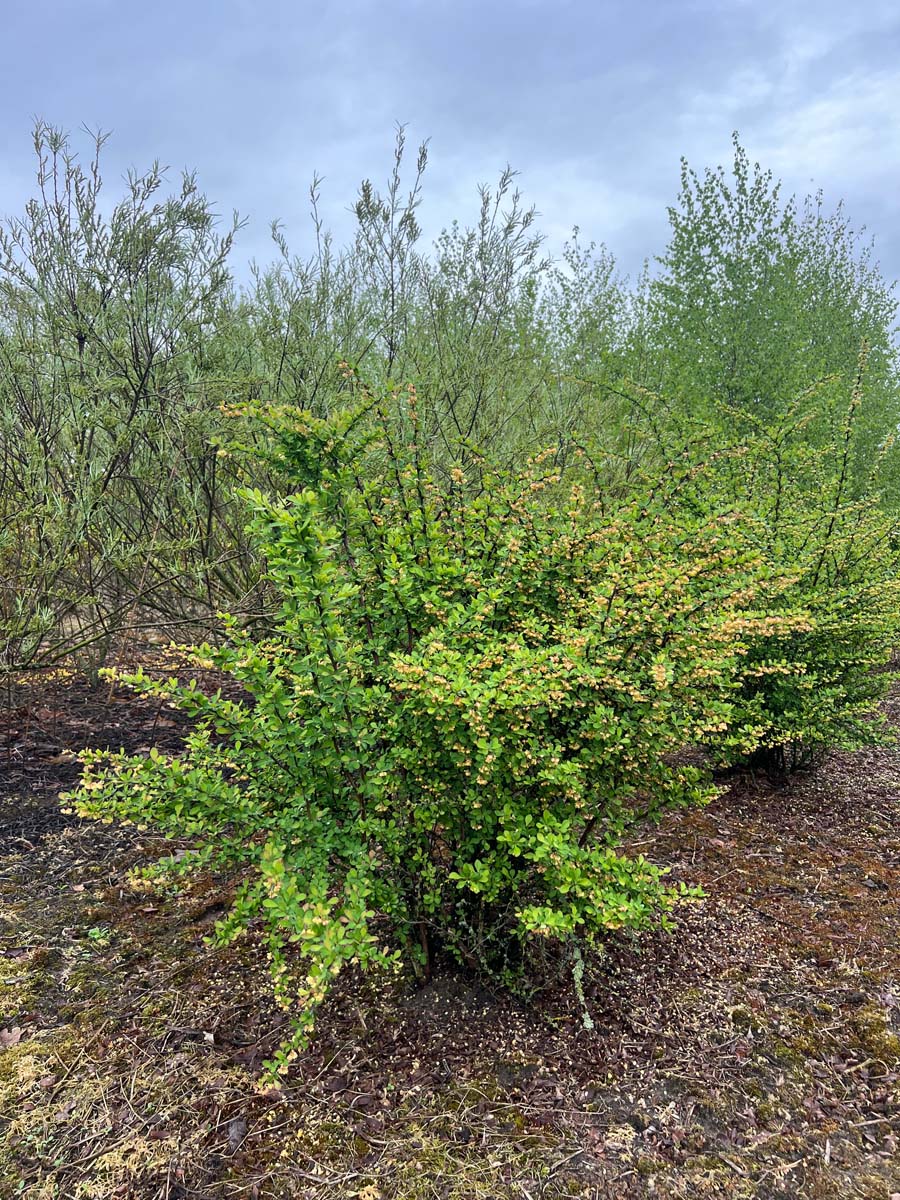 Berberis thunbergii meerstammig / struik struik