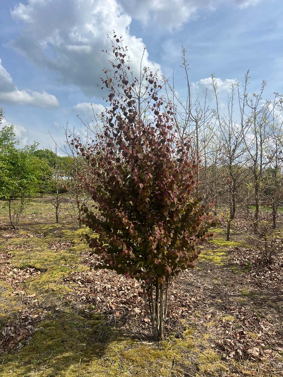 Cercidiphyllum japonicum meerstammig / struik meerstammig