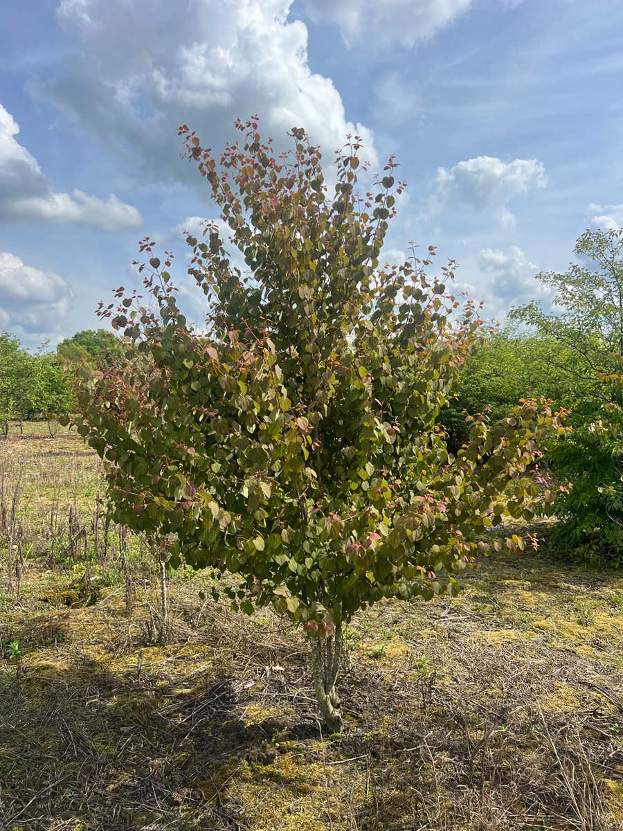 Cercidiphyllum japonicum meerstammig / struik meerstammig