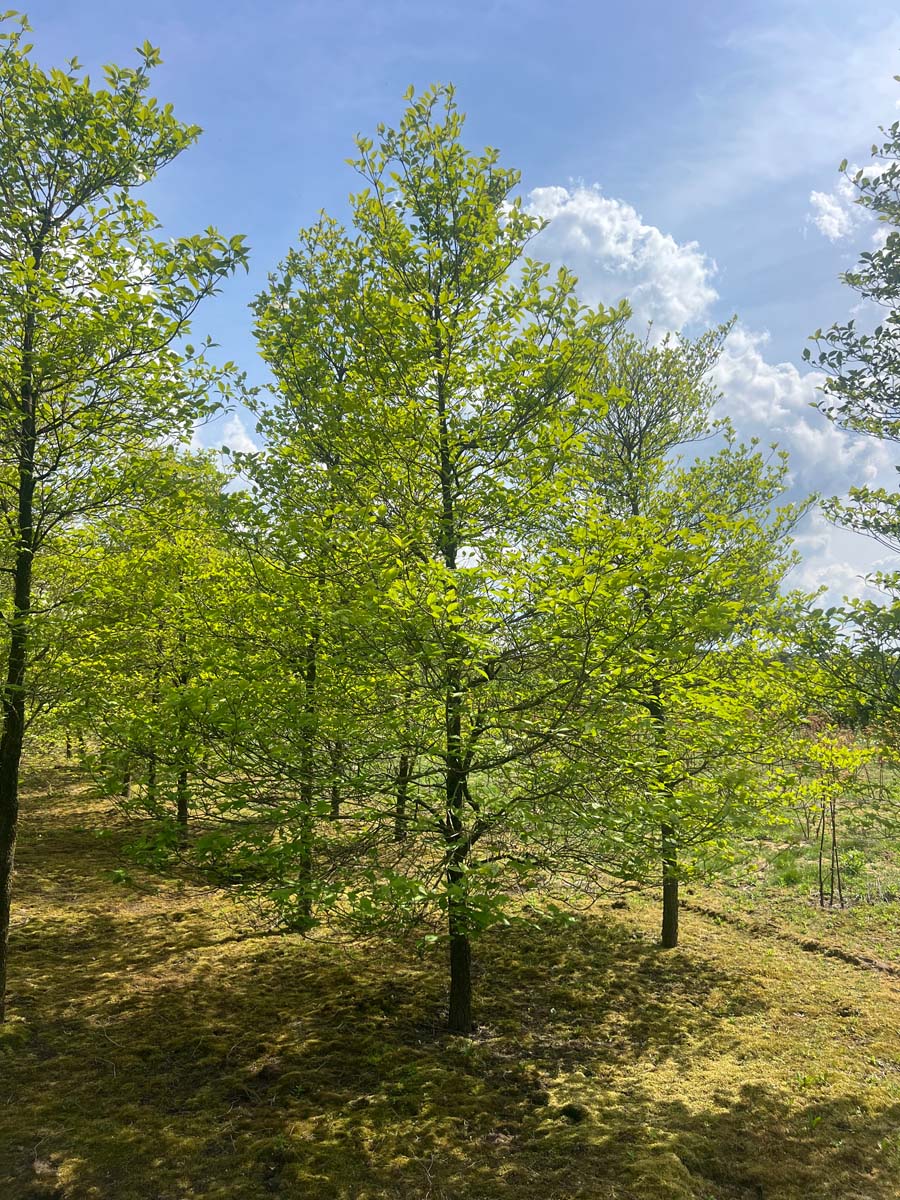 Cornus florida op stam op stam