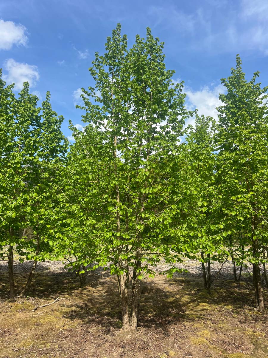 Corylus colurna meerstammig / struik meerstammig