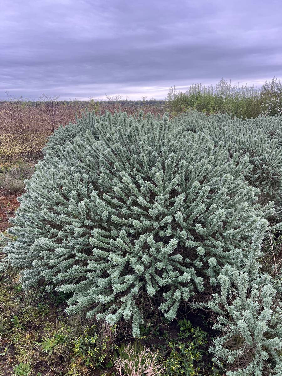 Hippophae rhamnoides 'Hikul' meerstammig / struik struik