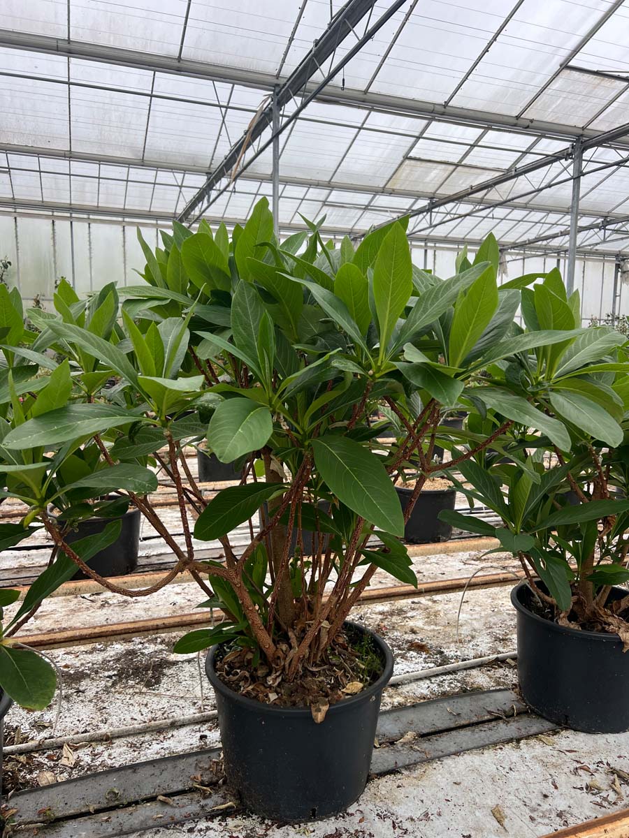 Edgeworthia chrysantha 'Grandiflora' Tuinplanten tuinplant