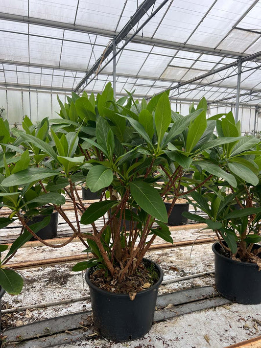 Edgeworthia chrysantha 'Grandiflora' Tuinplanten tuinplant