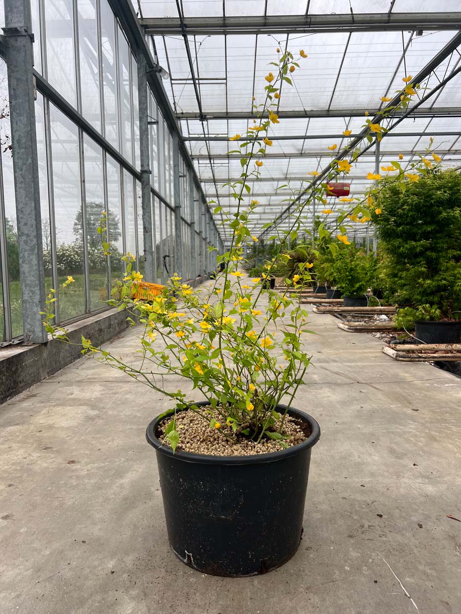 Kerria japonica Tuinplanten tuinplant