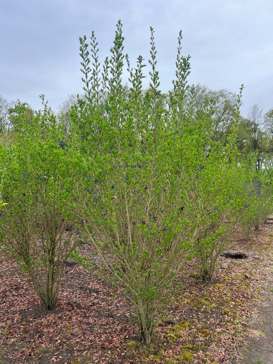 Ligustrum ovalifolium meerstammig / struik struik