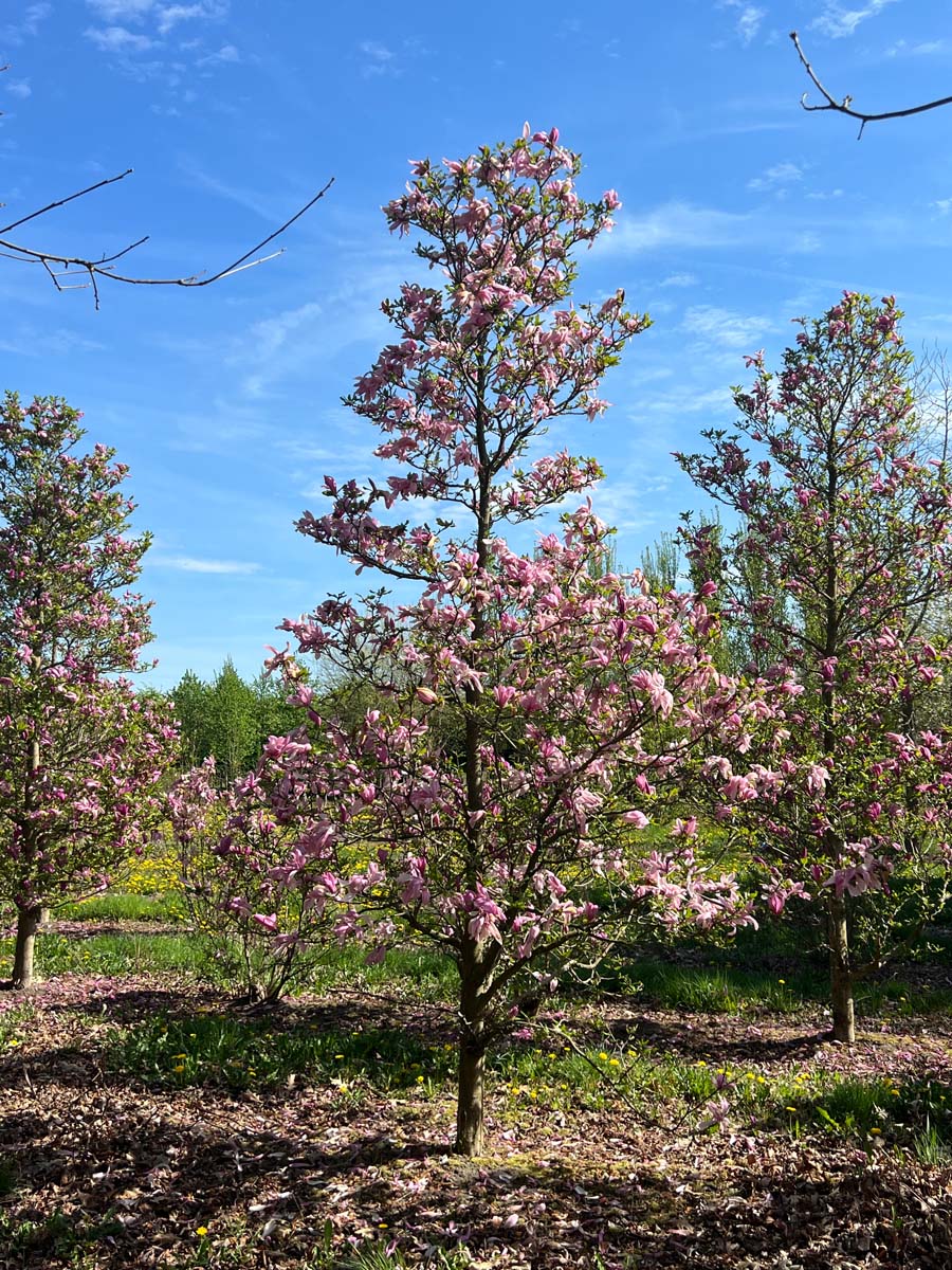 Magnolia 'Susan' solitair solitair