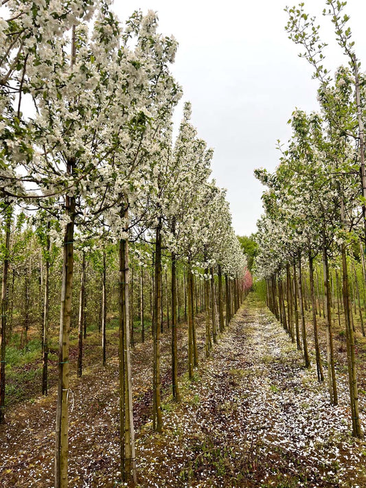 Malus 'Golden Henry' op stam op stam