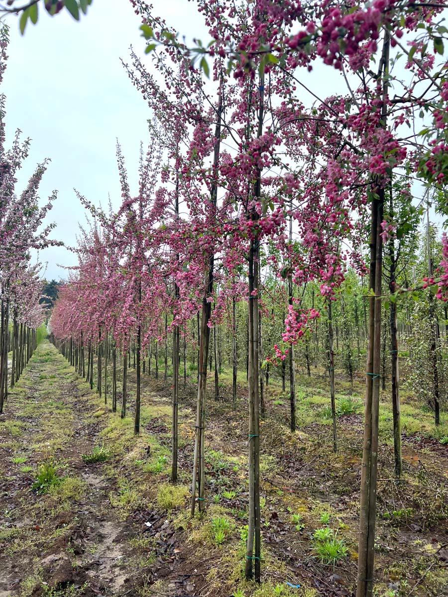 Malus 'Hillieri' op stam op stam